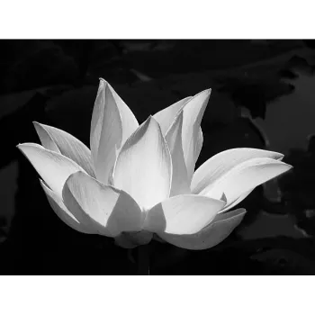White Lotus Flower